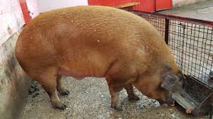 Arad (22) santana (5) pancota (2) bacau de mijloc (1) cuvin (1). Un Porc De Peste 500 De Kilograme E VedetÄ In JudeÈul Arad Libertatea