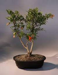 Live dwarf pomegranate bonsai tree home garden outdoor attractive plant 10 in h. Flowering Dwarf Pomegranate Bonsai Tree Punica Granatum