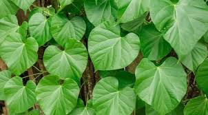 Image result for Tinospora