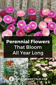 I think a storm ……. Perennial Flowers That Bloom All Year Flowers Perennials Perennials Year Round Flowers