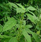 Image result for Neoholstia tenuifolia