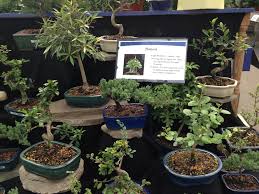 We summarized global mum bonsai trading companies. Bonsai Mums Not Banzai Moms Whole Wide World Toys