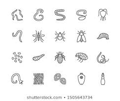 Roundworm Images Stock Photos Vectors Shutterstock