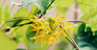 Mong rằng hơn 200 tên các loài hoa bằng tiếng anh trên sẽ giúp bé và bố mẹ có thêm nguồn học tập hiệu quả. Y NghÄ©a Cá»§a Bai Hat Oi Gian Thien Ly Ä'a Xa Scarborough Fair Lá»i Viá»‡t Pháº¡m Duy Tá»™i Nghiá»‡p Tháº±ng Be Cá»© Nhá»› ThÆ°Æ¡ng Mai Que Nha