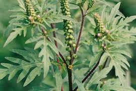 Ist, dass ragweed eine pflanze der gattung ist ambrosia diese unkräuter sind besonders bekannt für die erzeugung von pollen, auf den menschen mit heuschnupfen allergisch sind. Allergy Alert Action Day To Fight Ragweed Umweltbundesamt