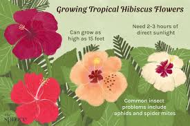 Image result for Hibiscus