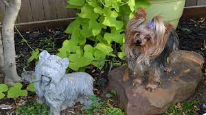 Ivermectin should not be used in dogs younger than 6 weeks of age or in dogs without a current negative heartworm test. Ivermectin Toxicity From Giving Ivomec To Dogs Dog Discoveries