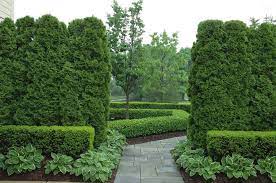 The best 10 plants to grow for backyard privacy. 10 Privacy Plants For Screening Your Yard In Style