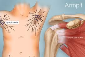 The Armpit Human Anatomy Picture Function Parts Conditions More Armpit Lump Armpits Lymph Nodes
