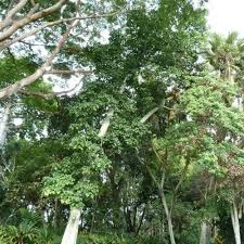 Image result for Hildegardia