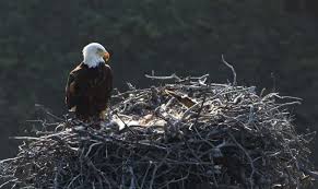 E very few years a story makes the rounds about a bald eagle carrying off a dog or trying to snatch someone's cat. Bald Eagle Haliaeetus Leucocephalus Natureworks