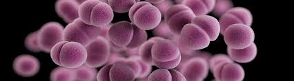 Do Koalas Have Chlamydia? Koala Std | Stdcheck.Com