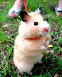 chmurka june 07 cute animals pretty animals cute hamsters