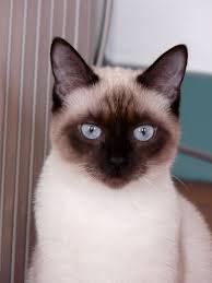 epingle sur mascotas