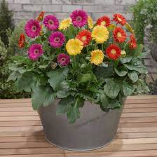 Sweet Series Garvinea Hardy Gerber Daisies 4 Pc Gerbera Gerbera Flower Flowers Perennials