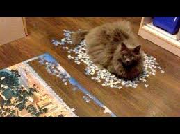 Cry From Laughing Too Hard Right Now Funniest Animal Videos 2019 Youtube Funny Animal Videos Funny Animals Animal Gifs