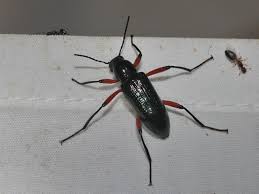 Image result for Erythrocephalum