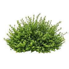 Image result for Bush