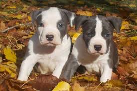 78 best images about blue english bulldog on pinterest. 23 Common Rare Dogs With Blue Eyes Blue Eyed Breeds