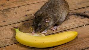 Penyakit bawaan makanan dan air penyakit jenis ini berlaku apabila terdapat. Awas Ini 7 Penyakit Yang Disebabkan Oleh Tikus