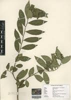 Image result for Aphloia theiformis