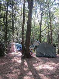 Alpine Grove Campsite Near Chard And Lyme Regis Woodland Loveliness Campsite Dorset Alpine