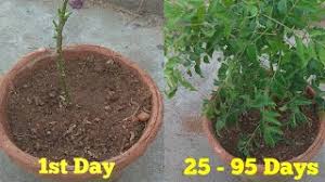 Curry leaves are the shiny, dark green, aromatic leaves of a tree from the citrus fruit family that a staple of south indian cooking, curry leaves are used in indian and south east asian cuisine in the. ÙÙˆØ§Ø¦Ø¯ Ø§ÙˆØ±Ø§Ù‚ Ø§Ù„ÙƒØ§Ø±ÙŠ Ø´Ø¬Ø±Ø© Ø§Ù„ÙƒØ§Ø±ÙŠ Curry Tree Ù…Ù†ØªØ¯ÙŠØ§Øª Ø£ÙÙ€Ù€Ù€Ø§Ù‚ Ø¯Ø¨Ù€Ù€Ù€ÙŠ Ø§Ù„Ø«Ù‚Ø§ÙÙŠÙ€Ù€Ù€Ø©