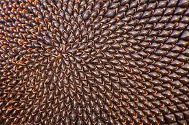 نتیجه جستجوی لغت [regimented] در گوگل