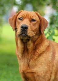 Shipping available in united states. Female Labrador Retrievers