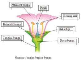 Struktur bunga lengkap dengan gambar dan fungsinya. Struktur Anatomi Bunga Dan Fungsinya Dosenbiologi Com