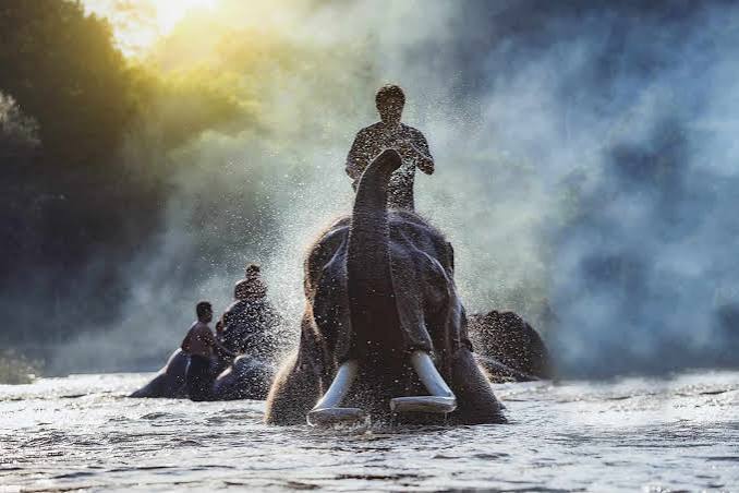 War Elephants: Psychological Warfare and Combat Strategies in Ancient Times - A-Z Animals