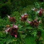 Image result for Virectaria major