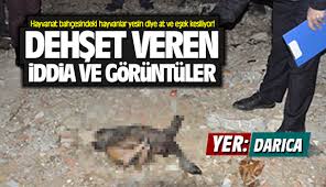Hayvanat Bahcesindeki Hayvanlar Yesin Diye At Ve Esek Kesiliyor