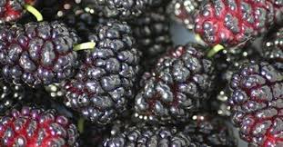 Voici Une Liste De Fruits Riches En Calcium Liste De Fruits Fruits Sain Et Naturel