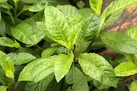 Nyawa juga dipercaya berkhasiat sebagai obat. Daun Dewa Manfaat Efek Samping Dan Cara Penggunaan Idn Medis