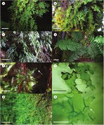 Image result for Polyphlebium borbonicum