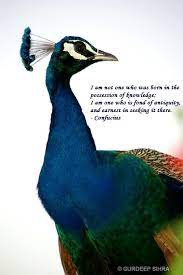 Peacock quotes fly pride, says the peacock. Peacock Quotes Quotesgram