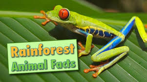 Click a picture below to learn more! Amazing Facts About Animals With Pictures For Kids