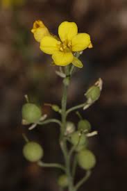 Image result for Priva flabelliformis