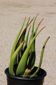Image result for Aloe pienaarii