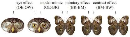 Is that a monarch butterfly chandelier? Study Suggests Fake Eyes On Butterfly Wings Mimic Eyes Of Predators