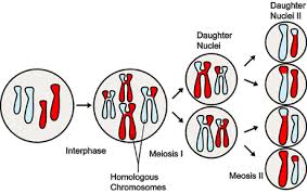Image result for Meiosperma eminii