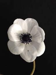 English White Anemone Midnight Blue Middle Image From Jay Archer Floral Design White Flower Arrangements Black And White Flowers White Anemone