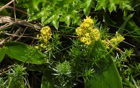 Image result for Galium verum