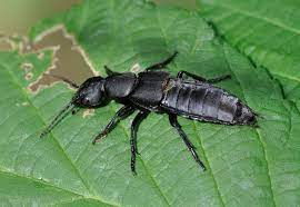 What do you do with the grappling hook in poptropica? Devil S Coach Horse Beetle Wikipedia