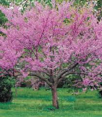 How do i plant redbud trees? The Eastern Redbud Tree Quarto Knows Blog