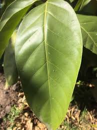 Image result for Oxyanthus speciosus