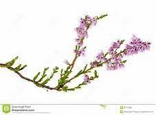 Heather Flower Tattoo Designs Yahoo Image Search Results Heather Flower Flower Tattoo Designs Tattoo Designs