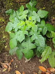 Image result for Blumea