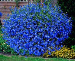 Le piante grasse pendenti richiedono le stesse modalità di coltivazione di tutte le altre piante grasse. Fiori Da Balcone Pendenti 3 Piante A Cascata Facili Da Coltivare Fiori Da Balcone Piante Da Balcone Piante Da Giardino